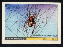 Meurisse - Ca 1930 - 4 - Les Arachnides, Arachnids - 7 - Tégénaire Domestique, House Spider - Autres & Non Classés