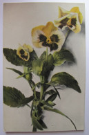 FLEURS - Pensées - 1908 - Fleurs
