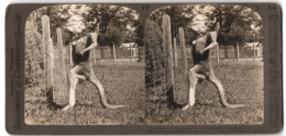 Stereo-Fotografie Underwood & Underwood, New York, Australisches Känguruh Im Zoo In Melbourne  - Stereoscopic