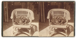 Stereo-Fotografie Unbekannter Fotograf Und Ort, Hund Und Katze Eng Umschlungen Auf Einem Rattanstuhl  - Stereoscopic