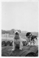 Photographie Photo Vintage Snapshot Tonneau Chien Dog Animal Animaux  - Sonstige & Ohne Zuordnung