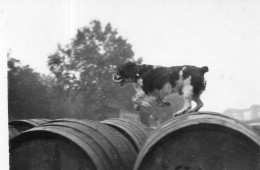 Photographie Photo Vintage Snapshot Tonneau Chien Dog Animal Animaux  - Sonstige & Ohne Zuordnung