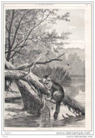 Waschbär - Racoon  - Gravure Yan Dargent - Page Original 1870 - Unclassified