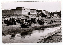 CPSM - TUNISIE GABES - CARAVANE AU REPOS [ CHAMEAUX DROMADAIRES ANES ] (1277)_CP381 - Tunesien