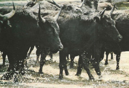 13 CAMARGUE GARDIANS ET TAUREAUX MANADE ARENES TAUROMACHIE - Otros & Sin Clasificación