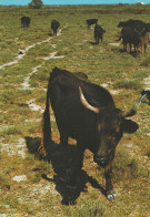 13 CAMARGUE TAUREAUX MANADE ARENES TAUROMACHIE - Otros & Sin Clasificación