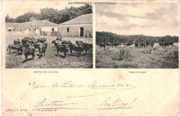 CPA Carte Postale  Portugal Alfeizerão  Bezerros Para Uma Ferra   Touros No Campo VM79819ok - Leiria