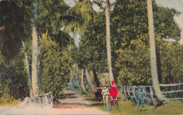 NOUVELLE CALEDONIE - Saint Louis - Carte Postale Ancienne - Nuova Caledonia