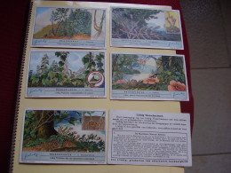 Original Old Cards Chromos Liebig S 1265 Plantes Parasites Complet - Liebig