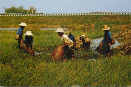 Thailand Thai Farmers Fishing Types And Scenes - Thaïland