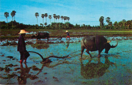 Thailand Thai Farmers Plough The Rive Fields With Buffalos - Thailand