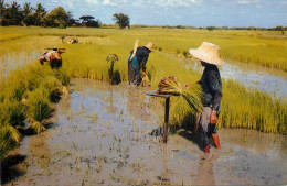 Thailand Thai Farmers Pull Rice Sprout For Transplanting On The Rice Fields - Thaïlande