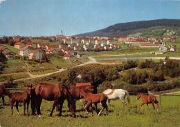 HAUZENBERG Südlicher Bayer. Wald - Ortsansicht Pferde Und Fohlen - Passau