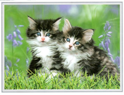 Carte Double IFAW - Chatons - Ref 28NA1-F2 - Chats