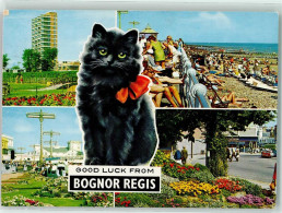 39291604 - Bognor Regis - Gatti