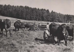 HAUTE AUVERGNE, LA TRAITE DES VACHES EN MONTAGNE  REF 15667 - Vacas