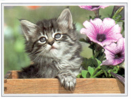 Carte Double IFAW - Chaton - Ref 29NA1-F3 - Gatti