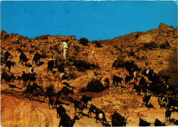 PC SAUDI ARABIA, WEST REGION, HERDS IN THE DESERT, Modern Postcard (b52898) - Arabie Saoudite