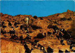 PC SAUDI ARABIA, WEST REGION, HERDS IN THE DESERT, Modern Postcard (b52898) - Arabia Saudita