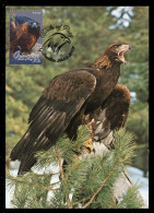 GIBRALTAR (2024) Carte Maximum Card - Birds Of Prey - Golden Eagle, Aquila Chrysaetus, Aigle Royal, Steinadler, Rapaces - Gibilterra