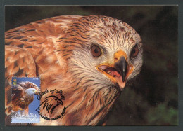 GIBRALTAR (2024) Carte Maximum Card - Birds Of Prey - Red Kite, Milvus Milvus, Milan Royal, Rotmilan, Milano Real - Gibraltar