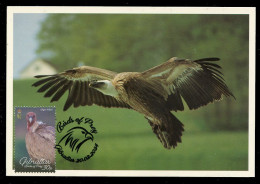 GIBRALTAR (2024) Carte Maximum Card - Birds Of Prey - Griffon Vulture, Gyps Fulvus, Vautour Fauve, Gänsegeier, Buitre - Gibraltar