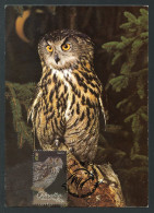 GIBRALTAR (2024) Carte Maximum Card - Birds Of Prey - Eagle Owl, Bubo Bubo, Hibou Grand-duc, Uhu, Búho Real - Gibraltar