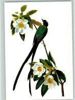 40141904 - Voegel Gabeltyrann James Audubon - Birds