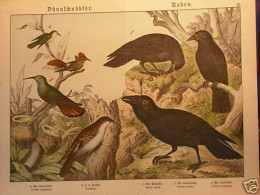 LITHOGRAPHIE EN COULEUR REPRESENTANT DES OISEAUX - Otros & Sin Clasificación