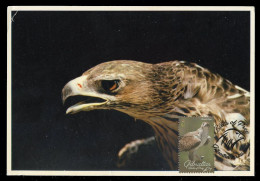 GIBRALTAR (2024) Carte Maximum Card - Birds Of Prey - Bonelli's Eagle, Aquila Fasciata, Aigle De Bonelli, Habichtsadler - Gibraltar