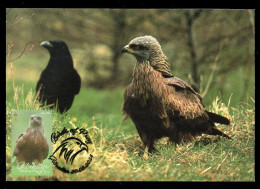 GIBRALTAR (2024) Carte Maximum Card - Birds Of Prey - Black Kite, Milvus Migrans, Milan Noir, Schwarze Milan, Milano - Gibraltar