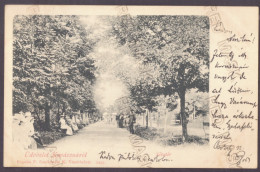 RO 45 - 24952 COVASNA, Park, Litho, Romania - Old Postcard - Used - 1900 - Romania