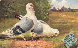 Oiseau * Cpa Illustrateur * Pigeon Oiseaux Bird - Birds