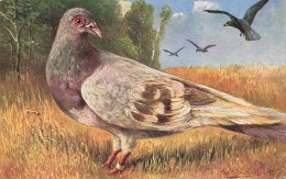 Oiseau * Cpa Illustrateur * Pigeon Corbeau Oiseaux Bird - Birds