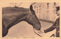 Cluny * Les Haras * Un Chef De Race Dans Le Clusinois * Cheval POUILLOUX Par Raffiné * Pur Sang - Cluny