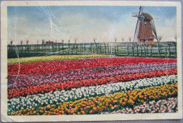 HOLLAND NETHERLAND LAND OF FLOWERS BLOEMENLAND POSTCARD CARTOLINA ANSICHTSKARTE CARTE POSTALE POSTKARTE CARD - Rotterdam