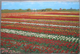 HOLLAND NETHERLAND LAND OF FLOWERS BLOEMENLAND POSTCARD CARTOLINA ANSICHTSKARTE CARTE POSTALE POSTKARTE CARD - Andere & Zonder Classificatie