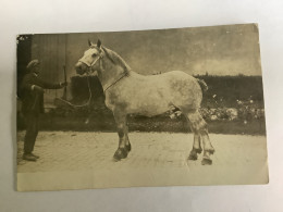 Cheval.carte Photo Rouen - Caballos