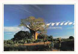 MADAGASCAR - Baobab Près D'Ampanihy - Baobab Near Ampanihy - Animé - Carte Postale - Madagaskar