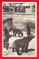Animaux-275P96  BERNE La Fosse Aux Ours, Animation, Cpa BE - Bears