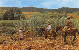 972-MARTINIQUE RECOLTE DE LA CANNE A SUCRE-N°4173-A/0393 - Autres & Non Classés