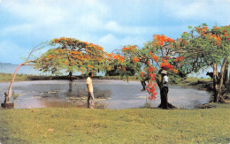 972-MARTINIQUE PAYSAGE DANS LE SUD -N°4173-D/0327 - Autres & Non Classés