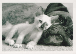 CHAT CHAT Animaux Vintage Carte Postale CPSM #PBR022.A - Gatos