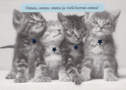 GATTO KITTY Animale Vintage Cartolina CPSM #PBQ925.A - Gatos