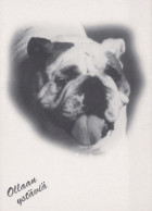 CANE Animale Vintage Cartolina CPSM #PBQ415.A - Chiens