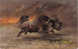 Illustrateur Müller München - Bisons -Bizon, Bison - Autres & Non Classés