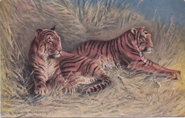 Illustrateur Müller München - Tiger - Tigres - Tigers - Autres & Non Classés