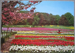 HOLLAND NETHERLAND LAND OF FLOWERS BLOEMENLAND POSTCARD CARTOLINA ANSICHTSKARTE CARTE POSTALE POSTKARTE CARD - Andere & Zonder Classificatie