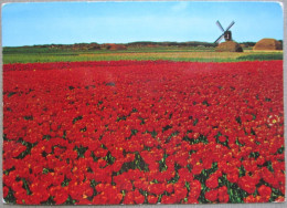 HOLLAND NETHERLAND LAND OF FLOWERS BLOEMENLAND POSTCARD CARTOLINA ANSICHTSKARTE CARTE POSTALE POSTKARTE CARD - Andere & Zonder Classificatie