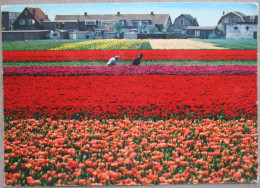 HOLLAND NETHERLAND LAND OF FLOWERS BLOEMENLAND POSTCARD CARTOLINA ANSICHTSKARTE CARTE POSTALE POSTKARTE CARD - Andere & Zonder Classificatie